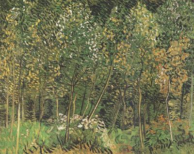 Vincent Van Gogh The Grove (nn04) china oil painting image